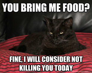 Angry cat