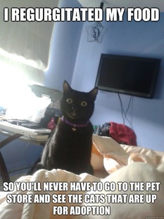 overly attached cat