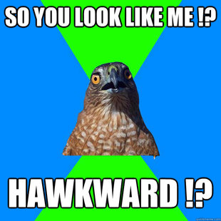 Hawkward