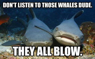 Compassionate Shark Friend