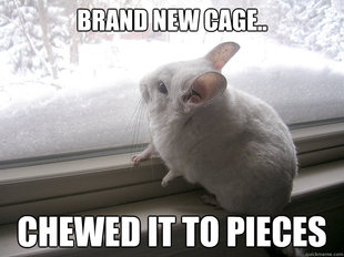 lonely chinchilla