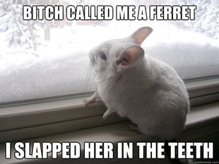 lonely chinchilla