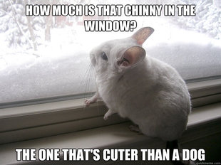 lonely chinchilla