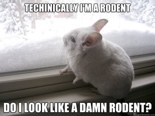 lonely chinchilla