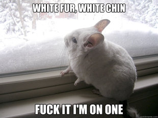 lonely chinchilla
