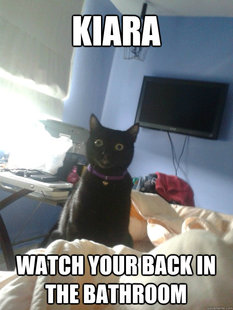 overly attached cat