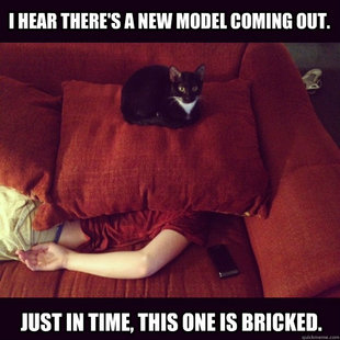 jealous cat
