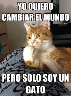 Depressed cat