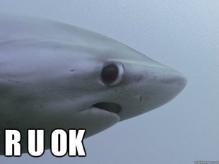 Shy Shark
