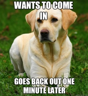 Dog Logic