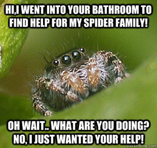 Misunderstood Spider