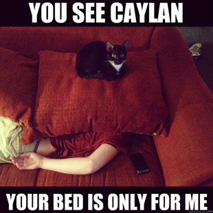 jealous cat