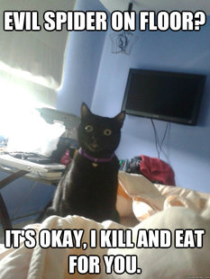 overly attached cat