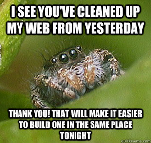 Misunderstood Spider