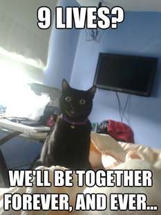 overly attached cat