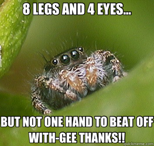 Misunderstood Spider