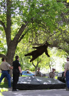 i am a falling bear