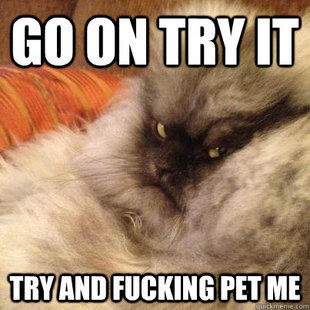 Angriest Cat
