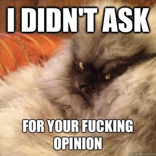 Angriest Cat