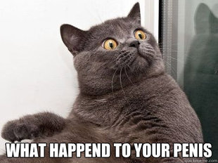 conspiracy cat