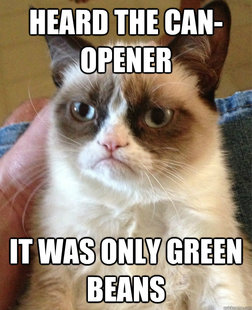 Grumpy Cat