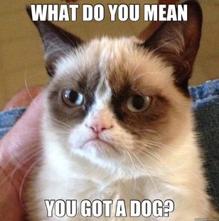 Grumpy Cat