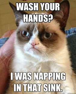 Grumpy cat