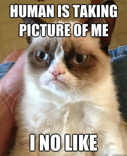 Grumpy Cat