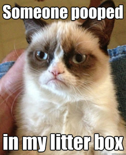 Grumpy cat