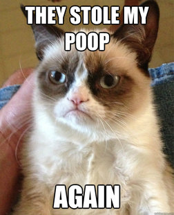 cat had fun once