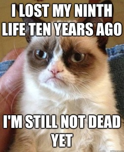 Grumpy Cat