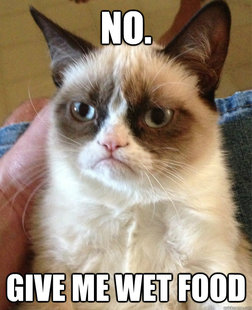Grumpy cat