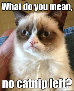 Grumpy Cat