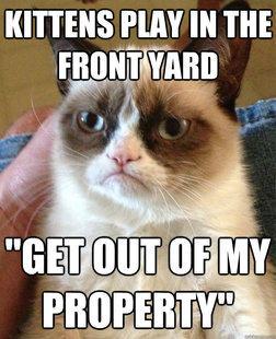 Grumpy Cat