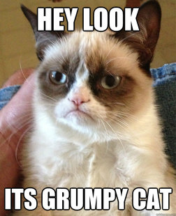 Grumpy cat