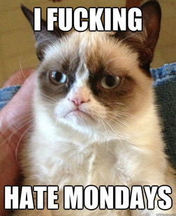 Grumpy cat