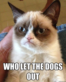 cat had fun once