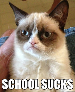 Grumpy cat