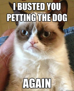 Grumpy cat