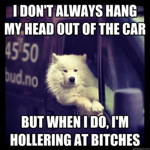 Most Interesting Dog in the World