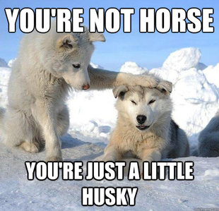 Caring Husky