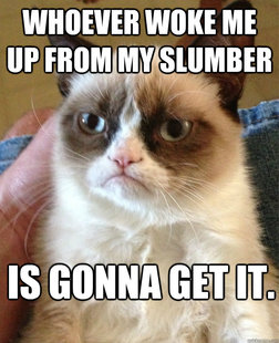 Grumpy cat