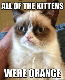 Grumpy cat