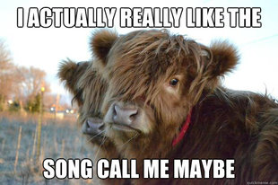Confession Cattle