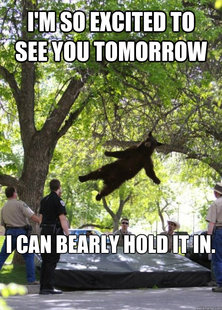 Falling Bear
