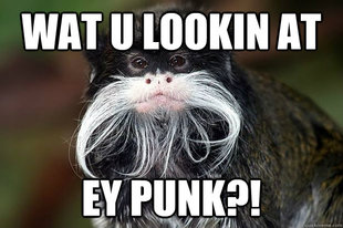 moustache monkey