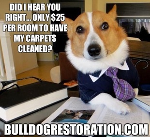 Lawyer Dog