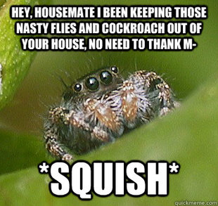 Misunderstood Spider