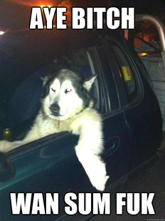 Mean Dog