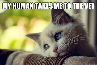 First World Cat Problems